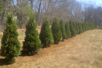 Landscape Maintenance Services